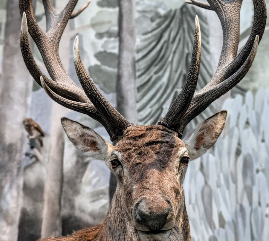 Naturmuseum St.Gallen-圣加仑必去景点