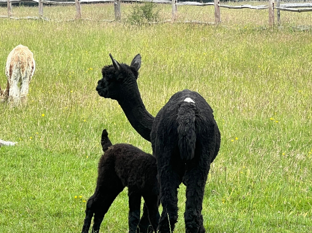 Alpaca Walking - With Spring Farm Alpacas-Fletching必去景点