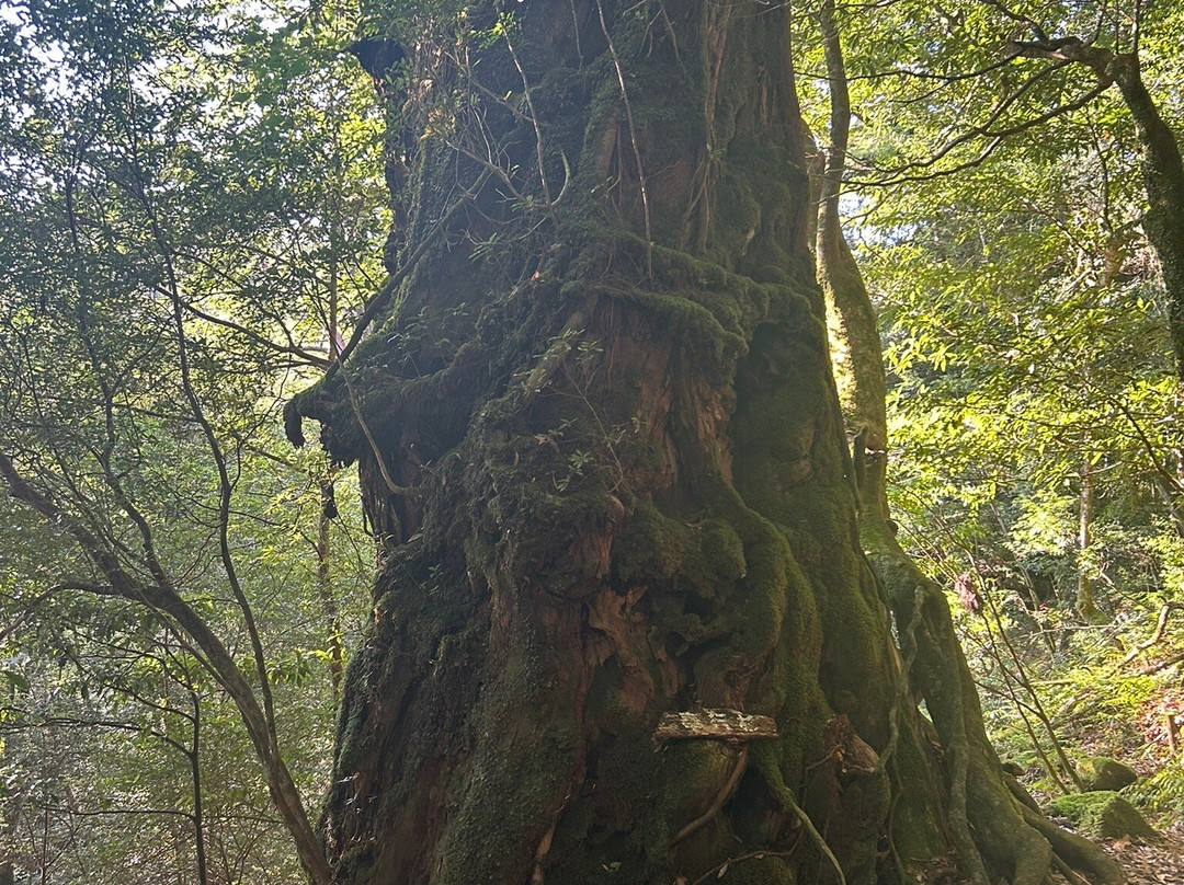 白谷云水峡-屋久岛町必去景点