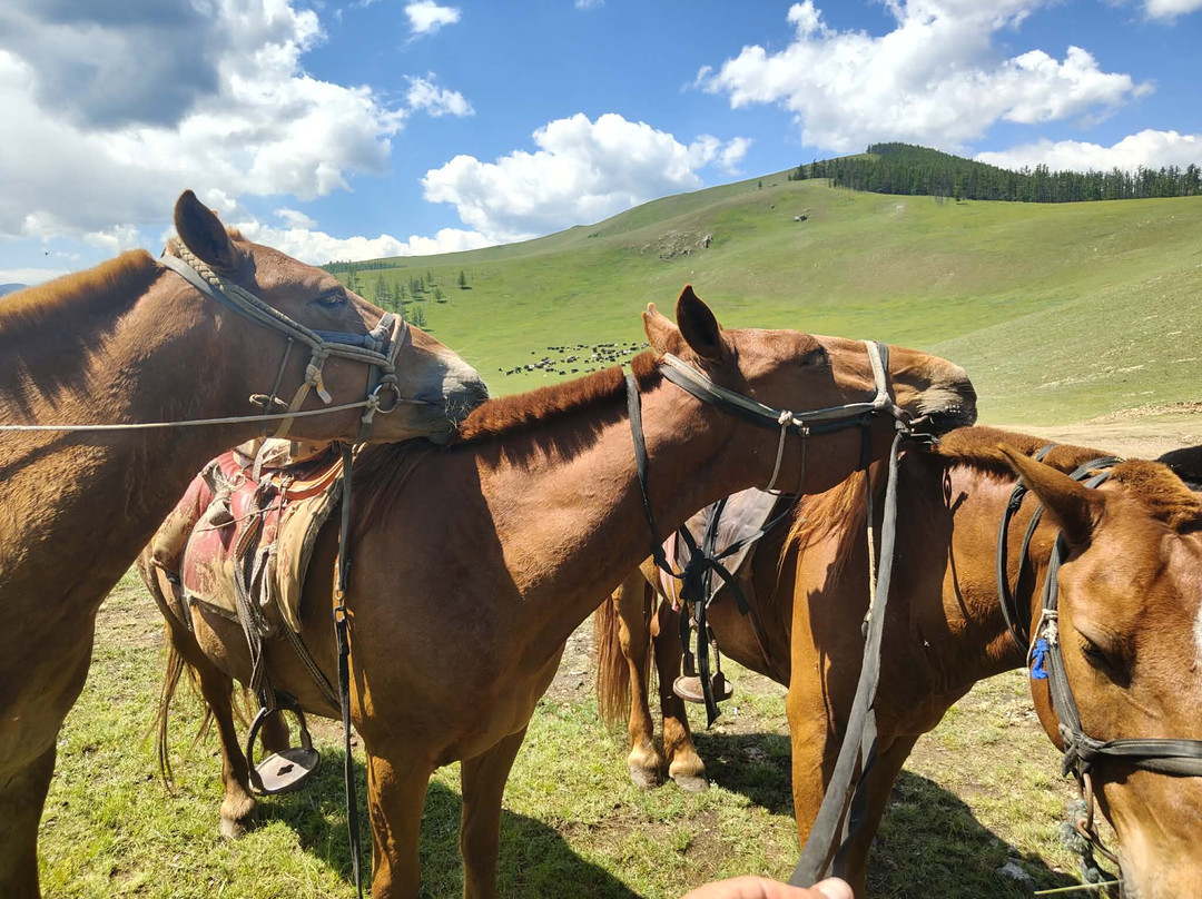 Fat Horse Mongolia