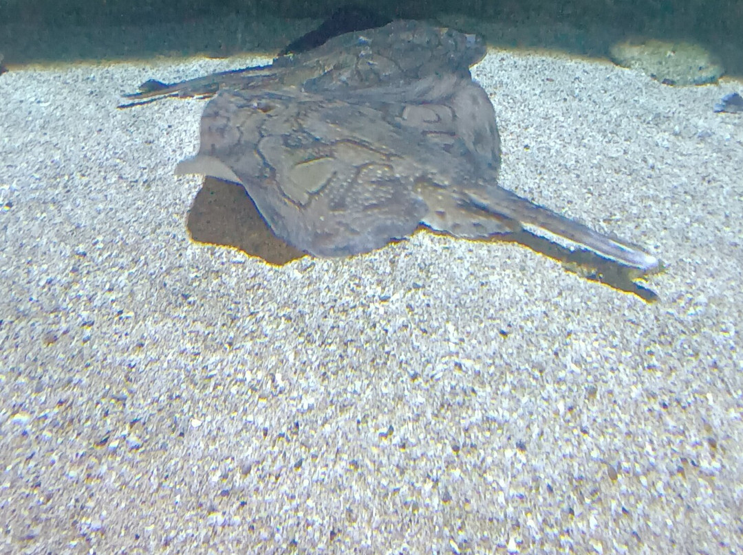 Seaquarium Institut Marin-勒格罗迪鲁瓦必去景点