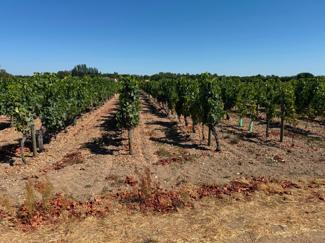 Domaine Godefroy-Chouze-sur-Loire必去景点