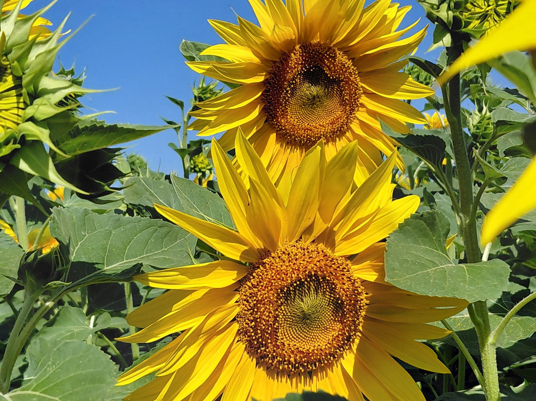 Writtle Sunflowers-切姆斯福德必去景点