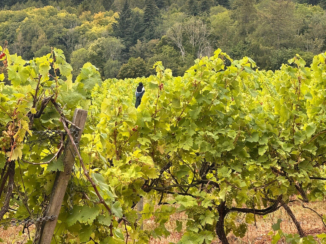 Denbies Wine Estate Ltd-多肯必去景点