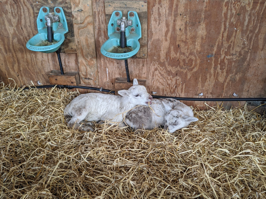Schapenboerderij Texel-特塞尔必去景点