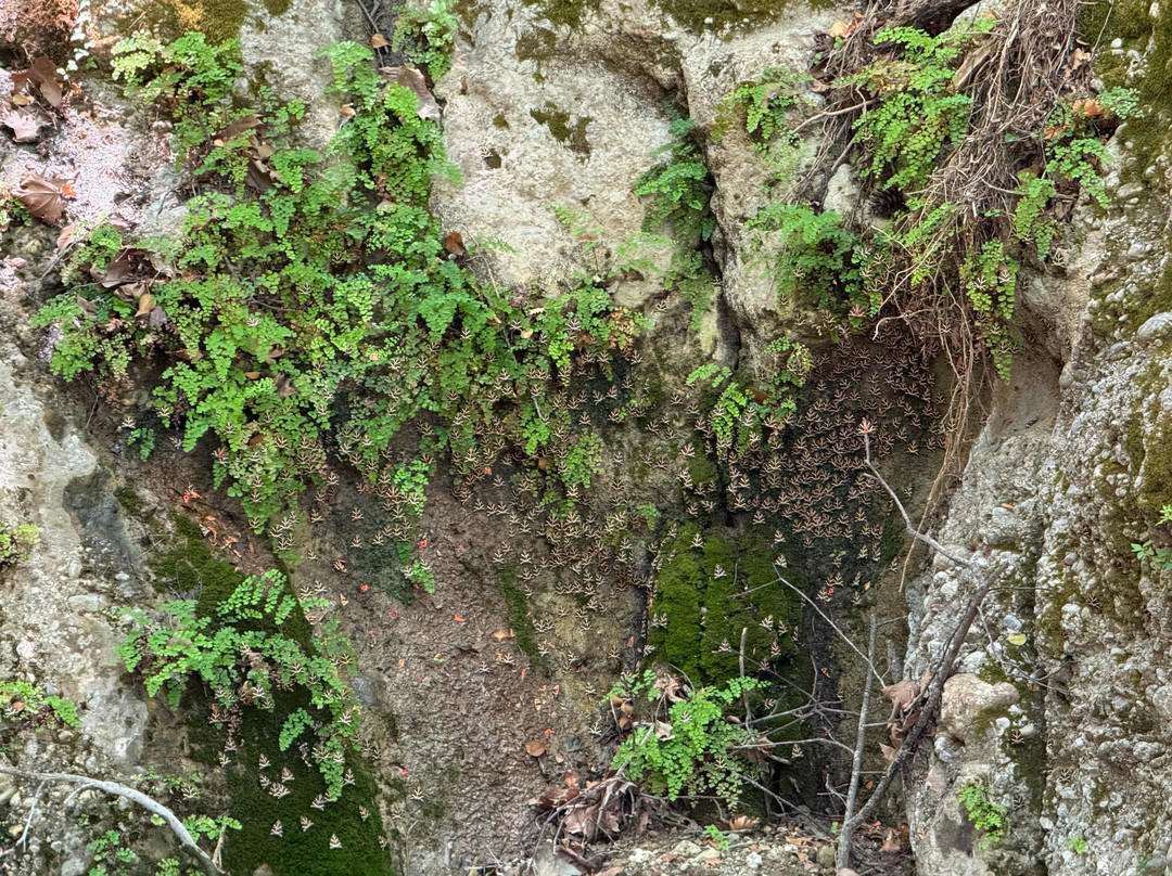 Valley of the Butterflies-Petaloudes必去景点