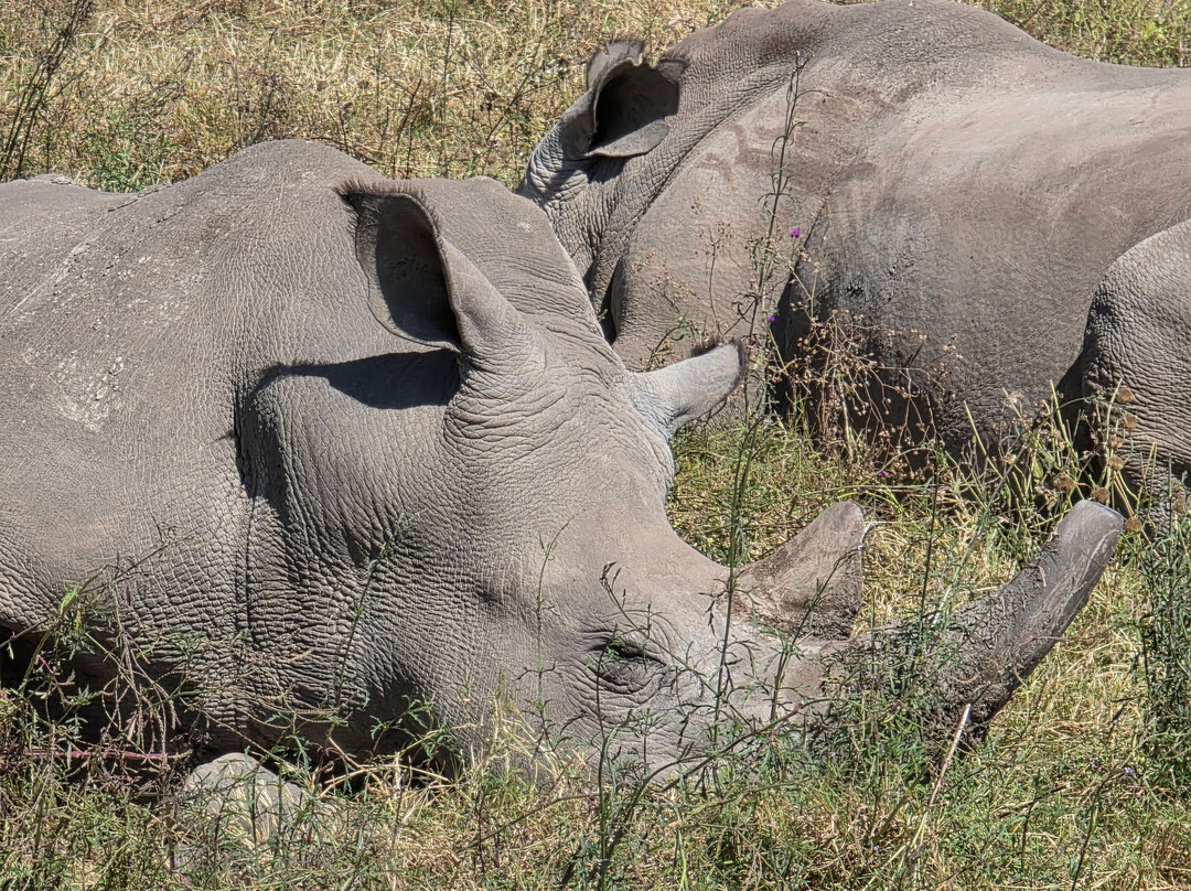 Northern Masailand Safaris-阿鲁沙必去景点