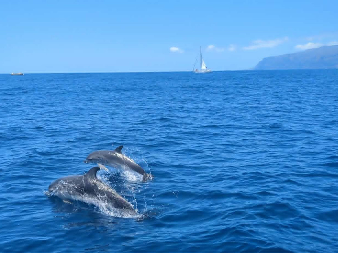 Whale Wise Eco Tours-阿坎提拉德洛斯基必去景点