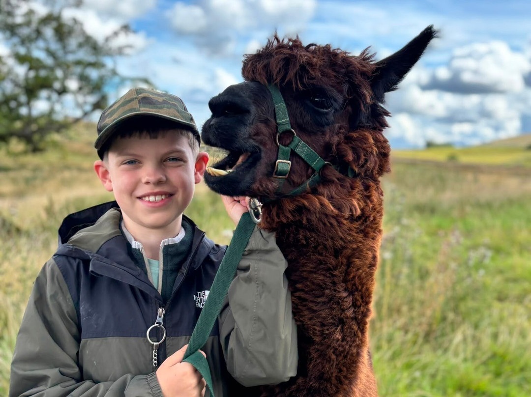 Alpacaly Ever After-Portinscale必去景点