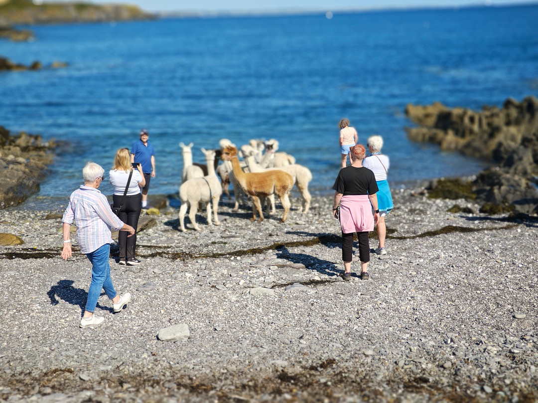 Seaside Alpacas West Cork