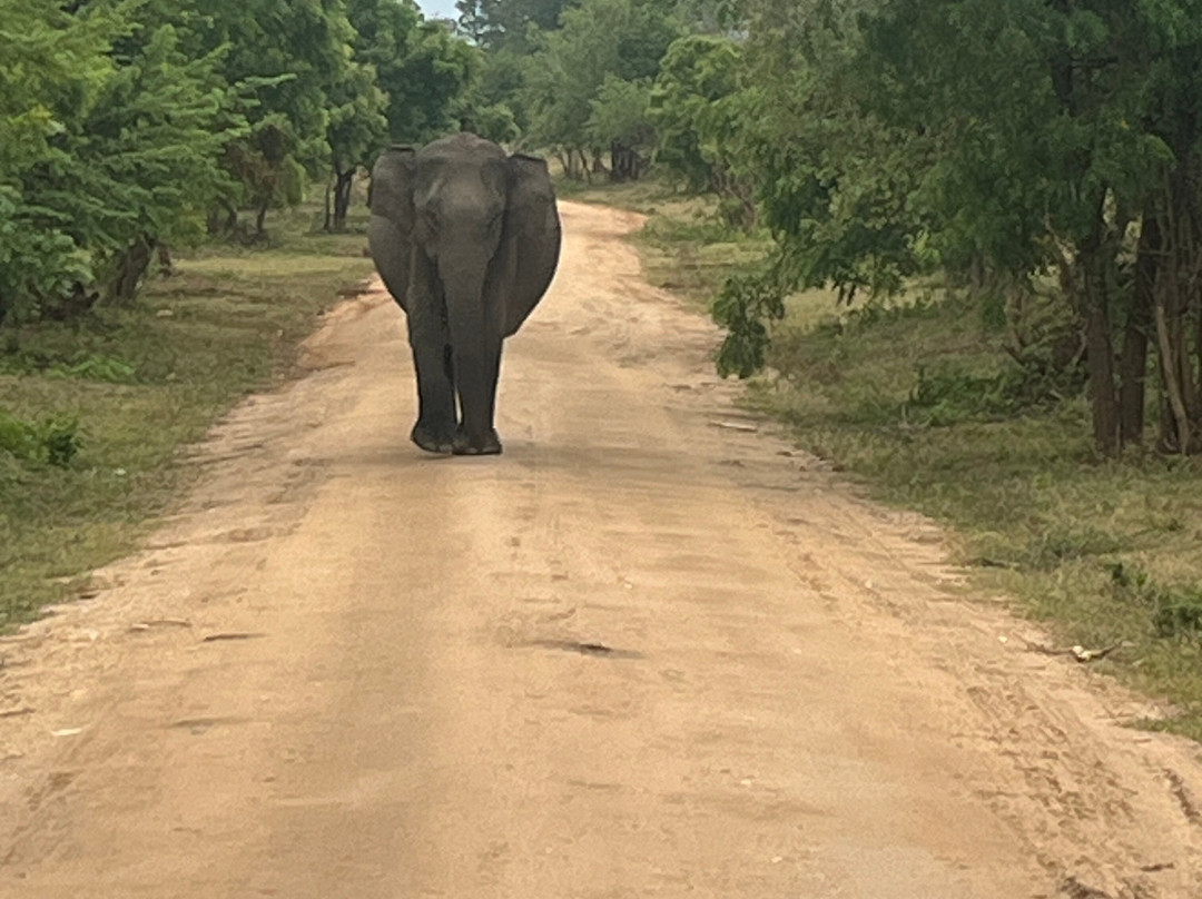 Hashkora Safari Udawalawe-乌达瓦拉瓦必去景点