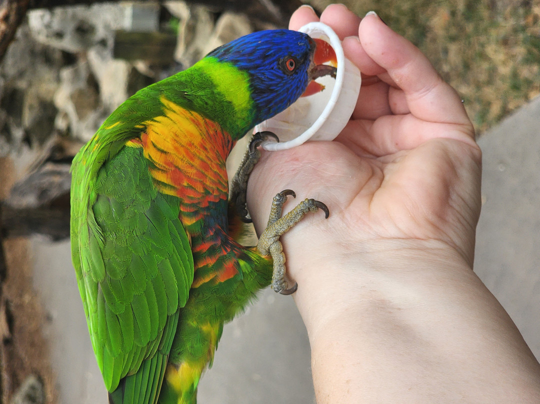 Tanganyika Wildlife Park-Goddard必去景点