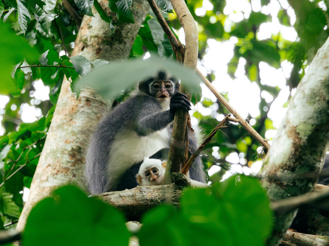Jhony Jungle Trekking-Ketambe必去景点