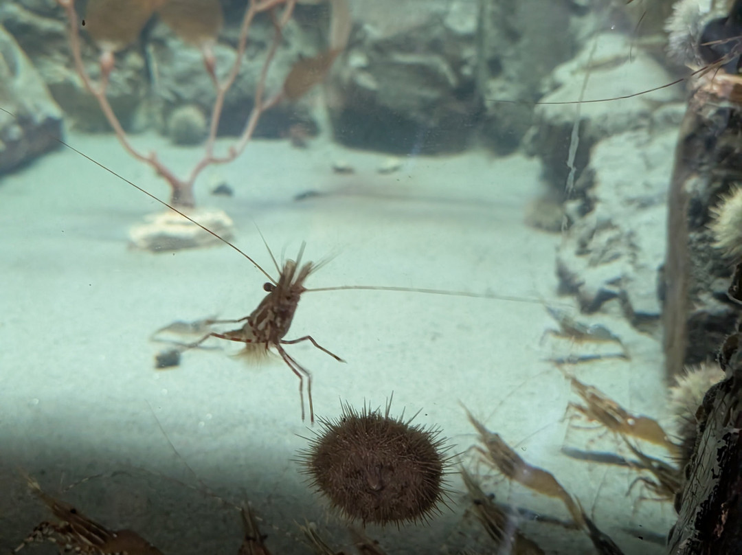 Seaside Aquarium-锡赛德必去景点