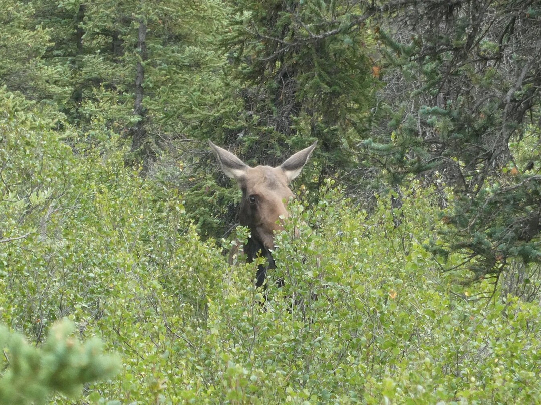 Denali National Park-阿拉斯加必去景点