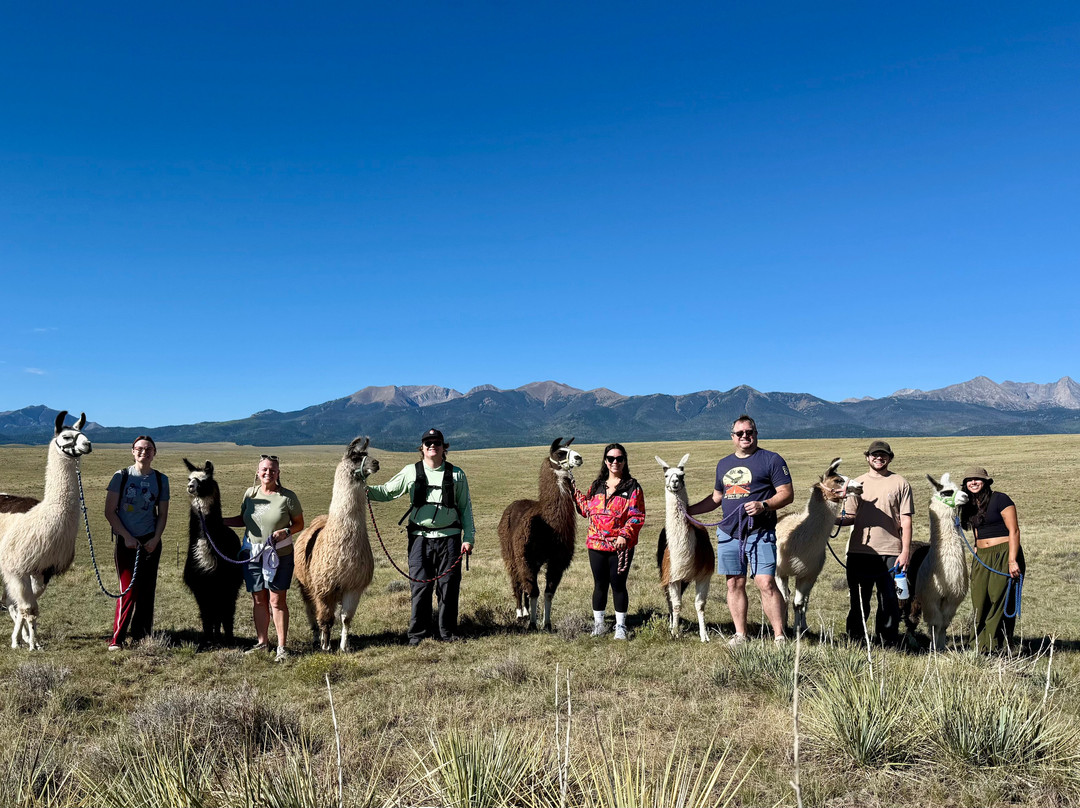 Llama Trekking by Lookin Up Outfitters-Westcliffe必去景点