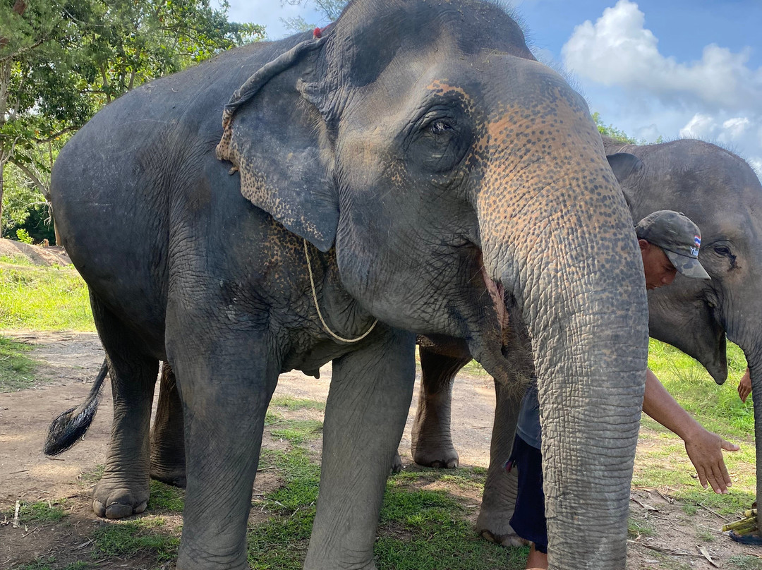 The Lake Phuket Elephant Home-Thep Krasatti必去景点