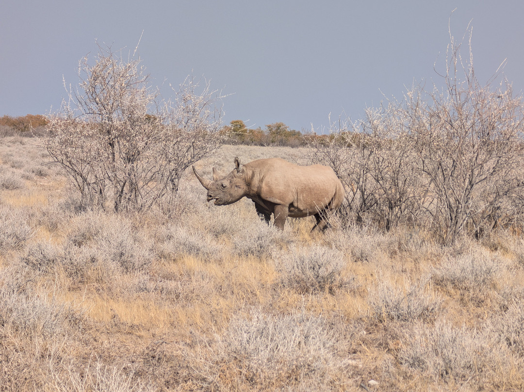 Born in Etosha Self-Drive Private Tours-Okaukuejo必去景点
