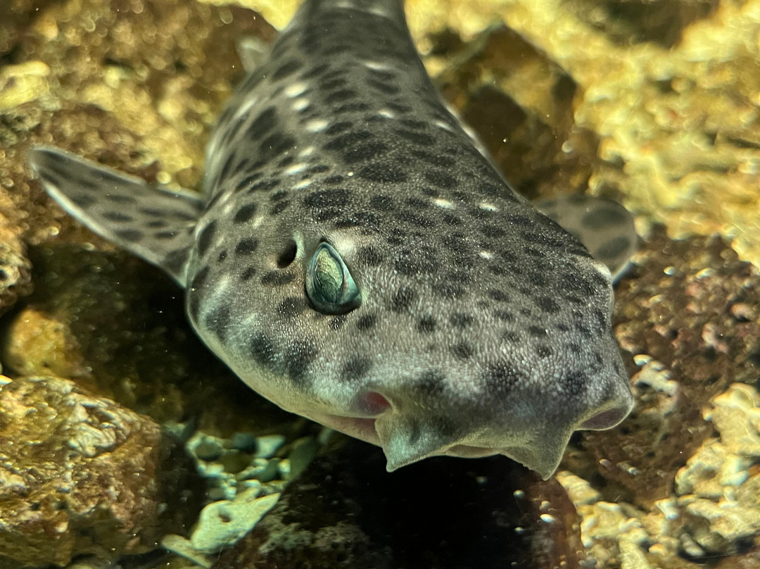 Aquarium Mondo Marino-马萨马里蒂马必去景点