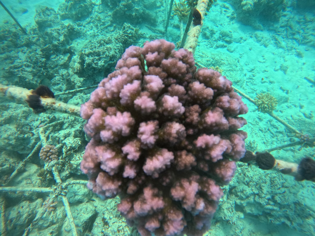 Dive Point Zanzibar-Matemwe必去景点