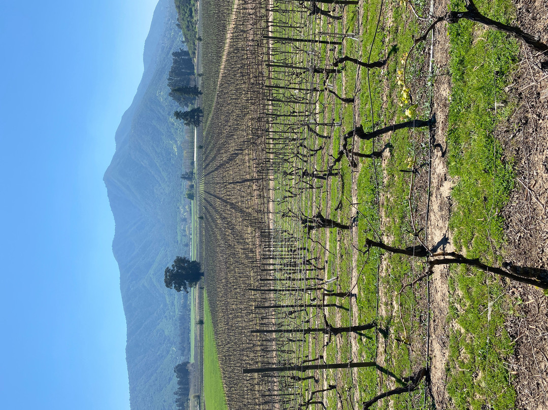 Clos de Luz-Pichidegua必去景点
