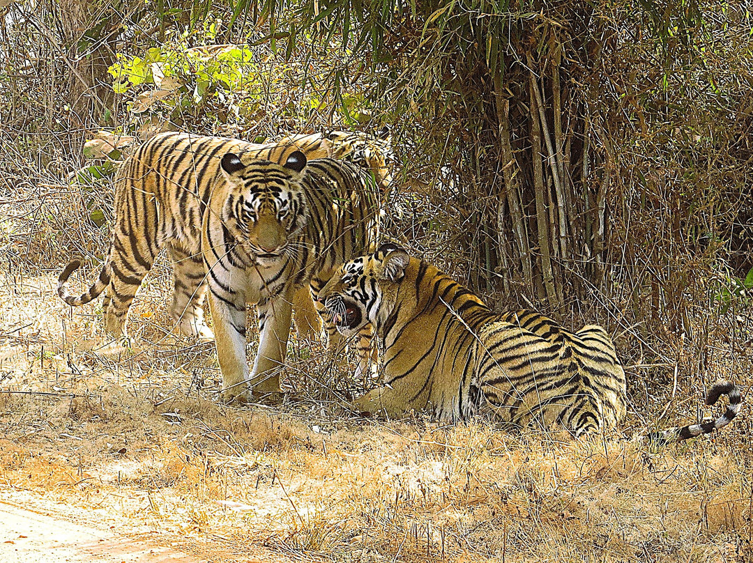 Tadoba Jungle Camp主图