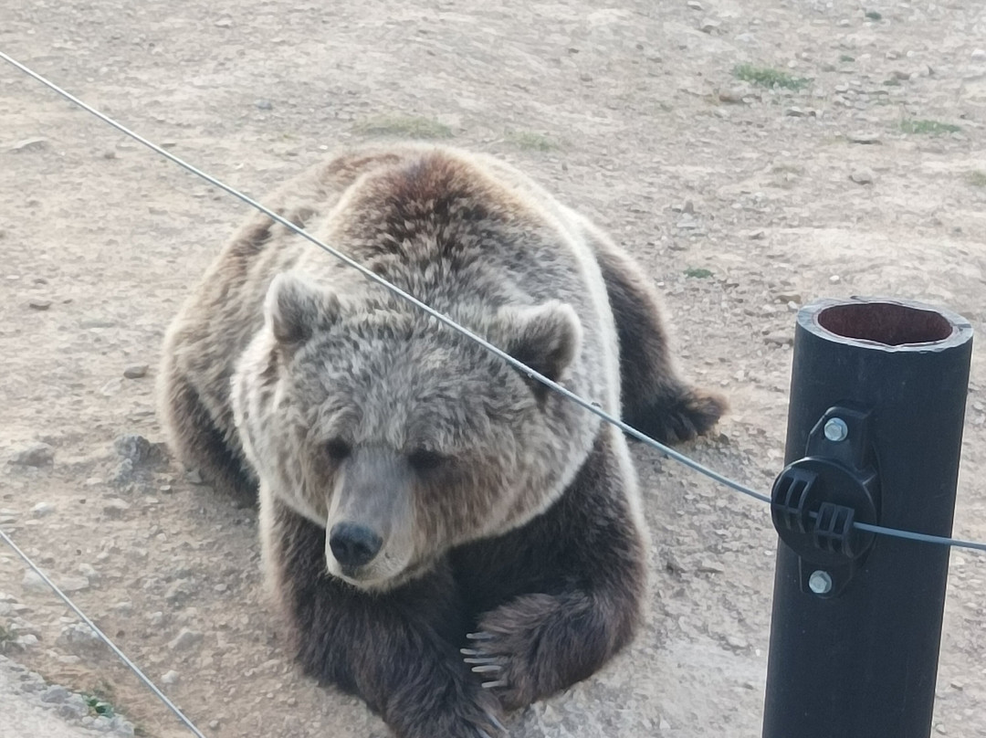 BEAR SANCTUARY Prishtina-普里什蒂纳必去景点