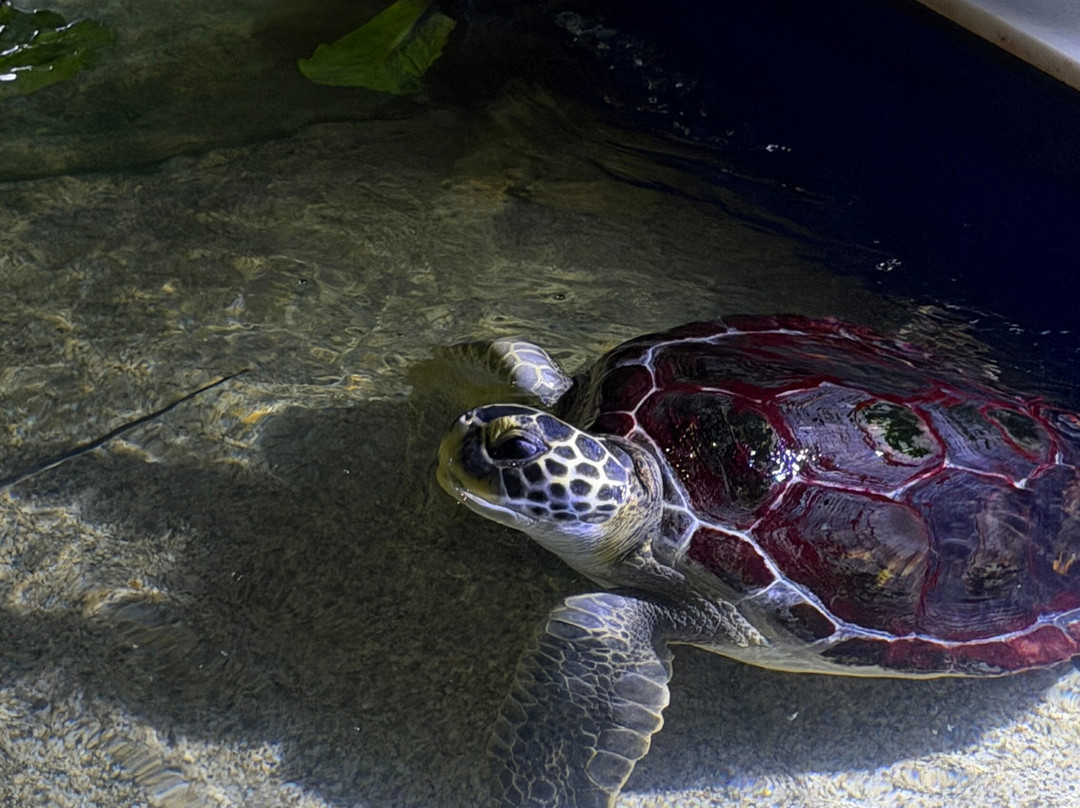Aquaworld Aquarium & Reptile Rescue Centre-赫索尼索斯必去景点