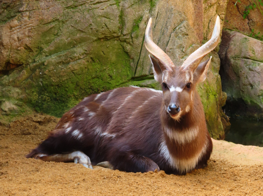 Bioparc Fuengirola-福恩吉罗拉必去景点