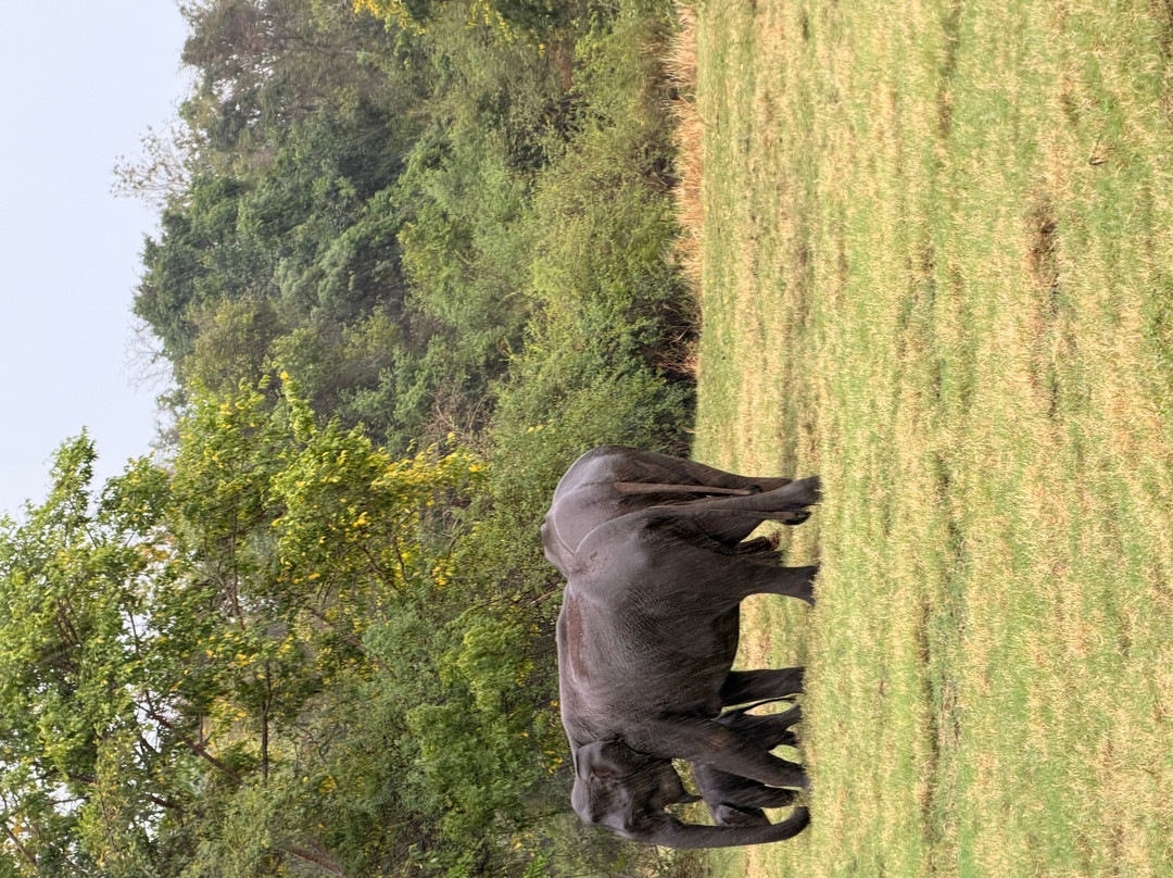 Janaka Jeep Safari-Ginigathena必去景点