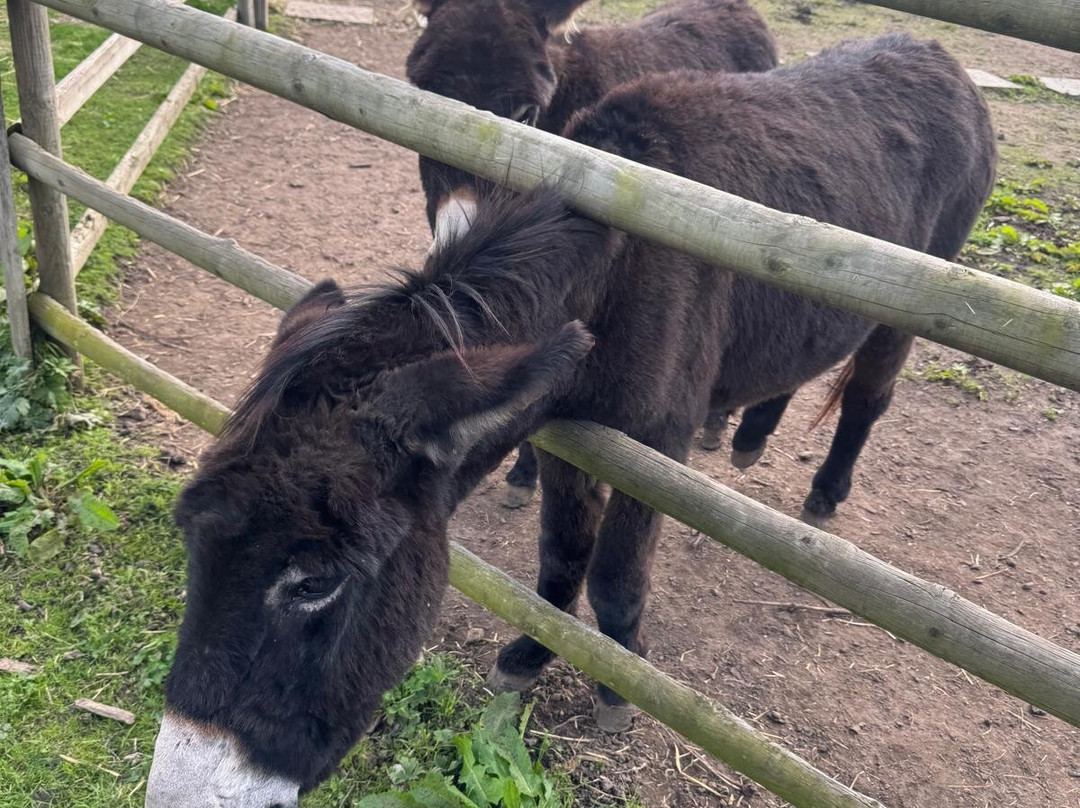 Woodlands Alpaca Farm-沃灵顿必去景点