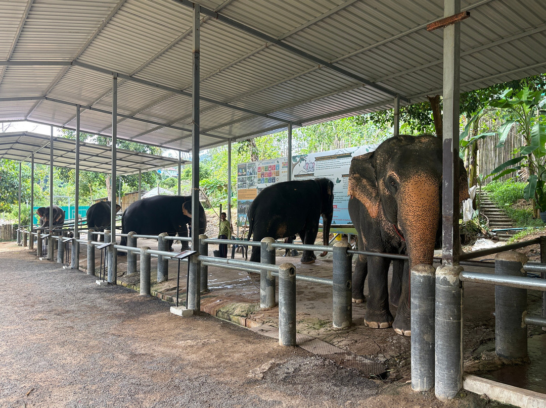 Phuket Elephant Care-奈通必去景点