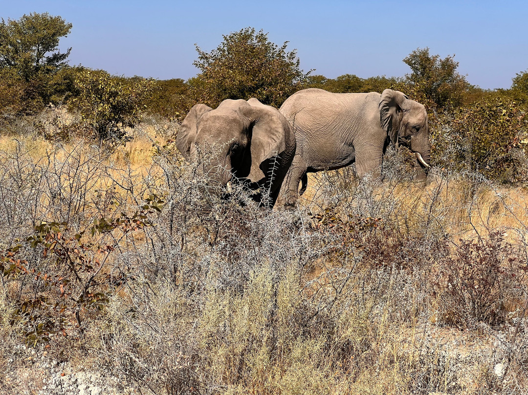 Etosha National Park-Okaukuejo必去景点
