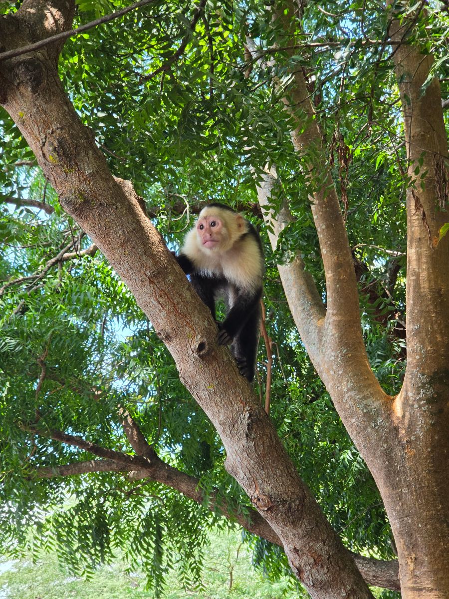 Planet Hollywood Costa Rica by Royalton, An Autograph Collection All-Inclusive Resort-旅行者