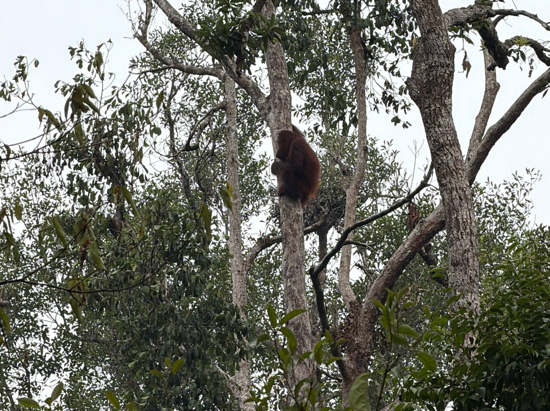 Guia En Borneo-Pangkalan Bun必去景点