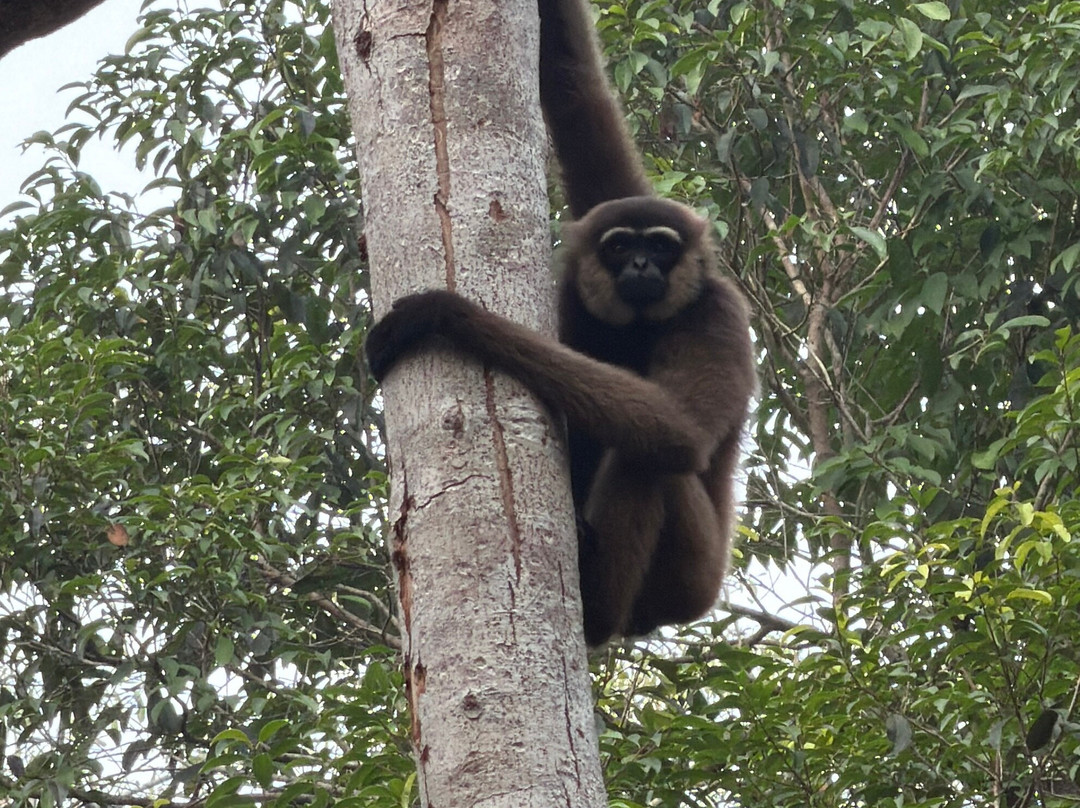 Guia En Borneo-Pangkalan Bun必去景点