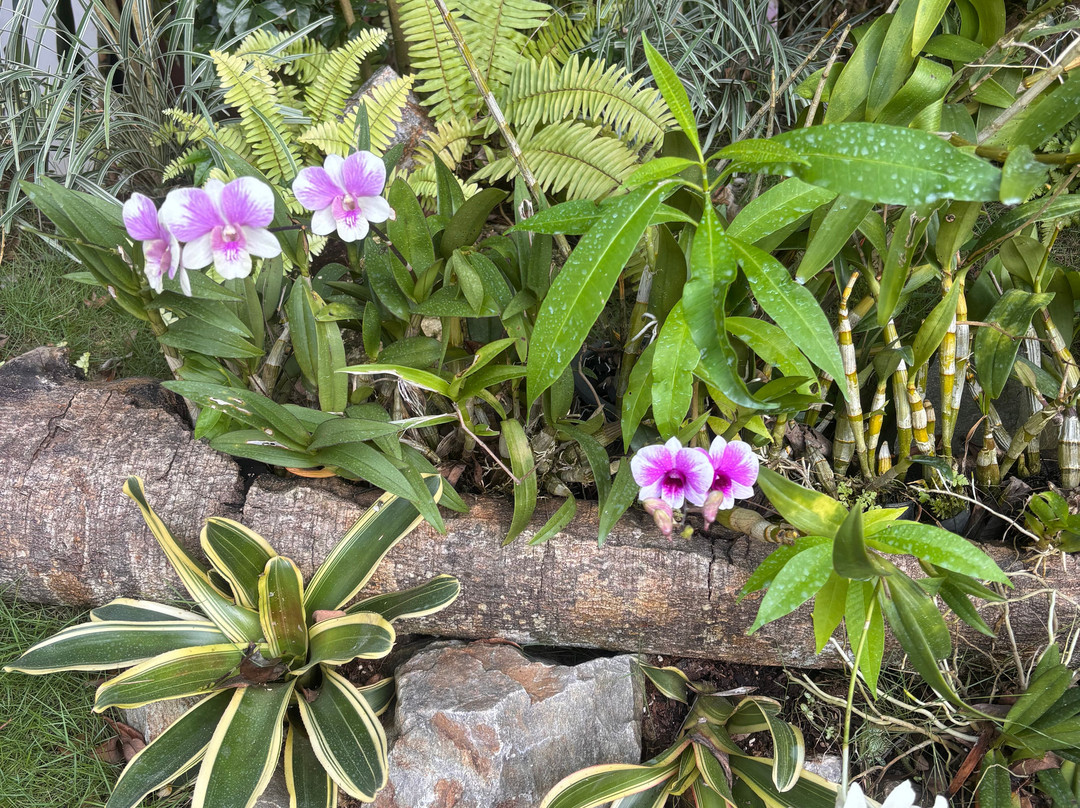 Kaziranga National Orchid And Biodiversity Park-Hatikhuli必去景点
