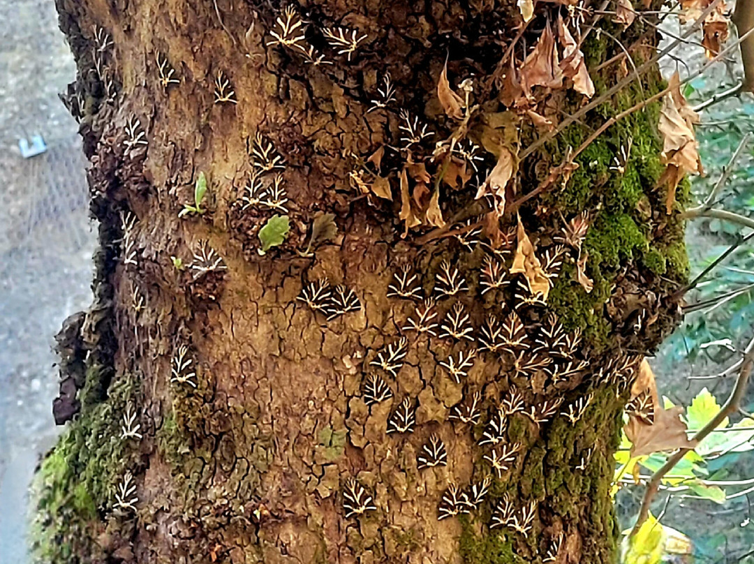 Valley of the Butterflies-Petaloudes必去景点