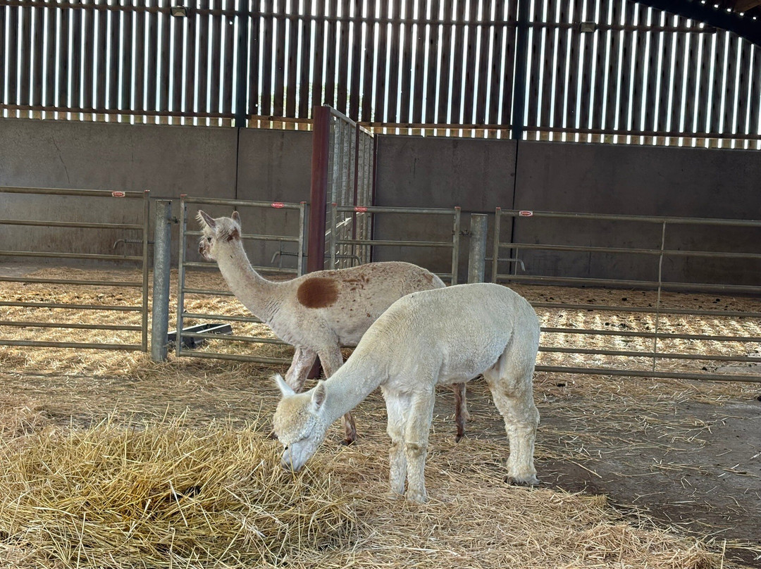 The Alpaca Centre at JandJ Alpacas-特伦特河畔纽瓦克必去景点