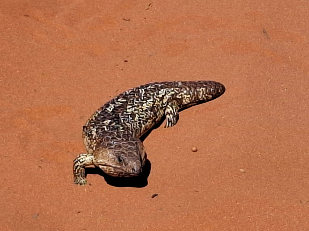 Shark Bay Coastal Tours-德纳姆必去景点