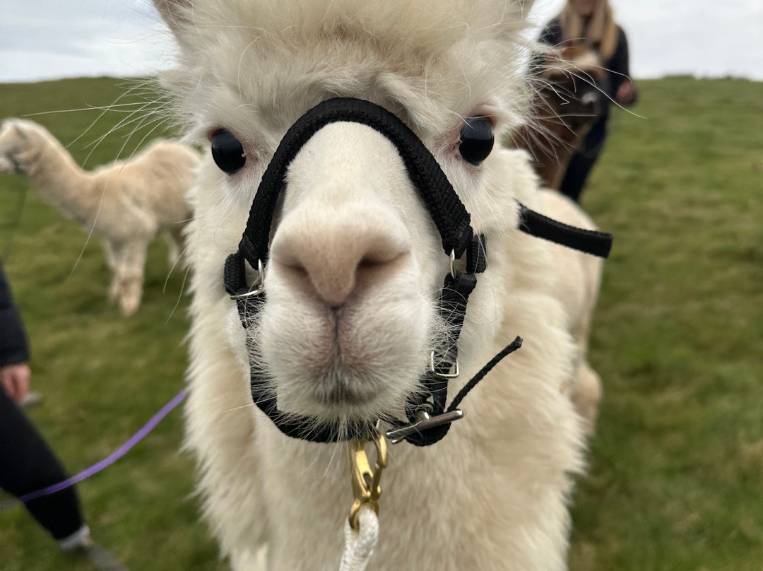 Portally Alpaca Trail-Dunmore East必去景点
