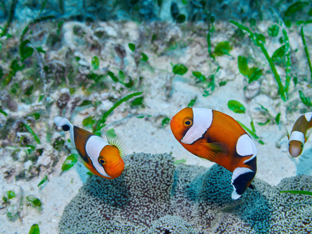 Diving Blues Dive Center