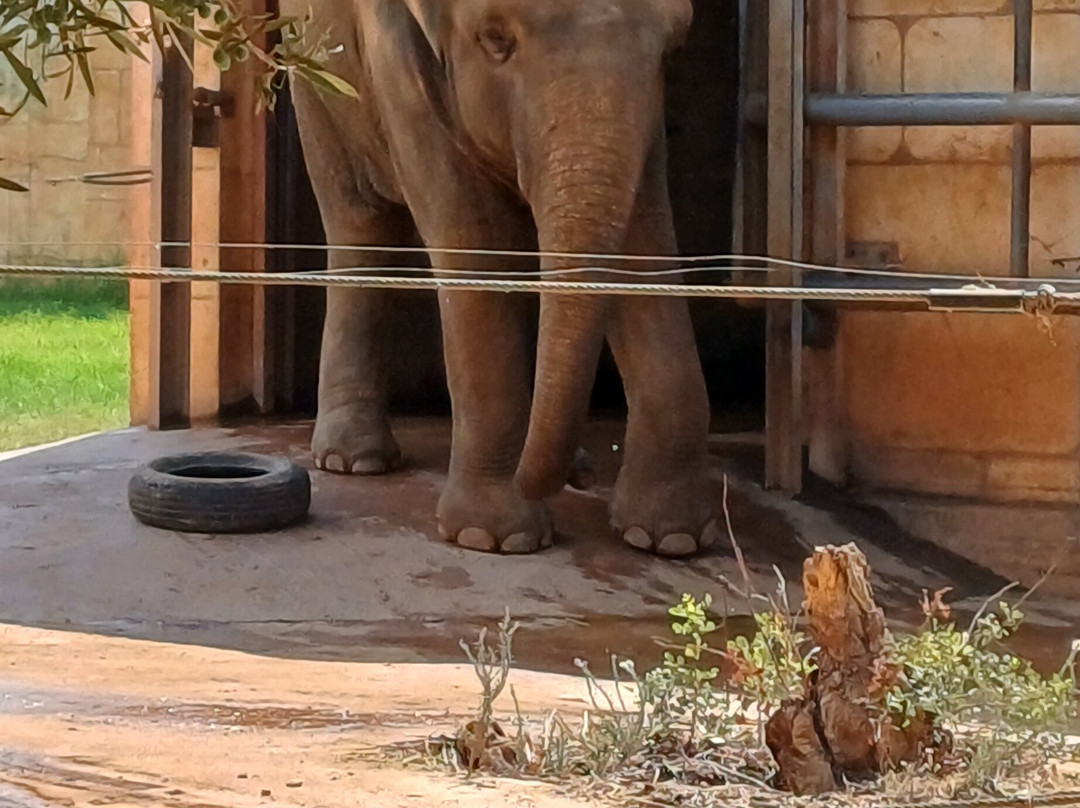 Pafos Zoo-帕福斯必去景点