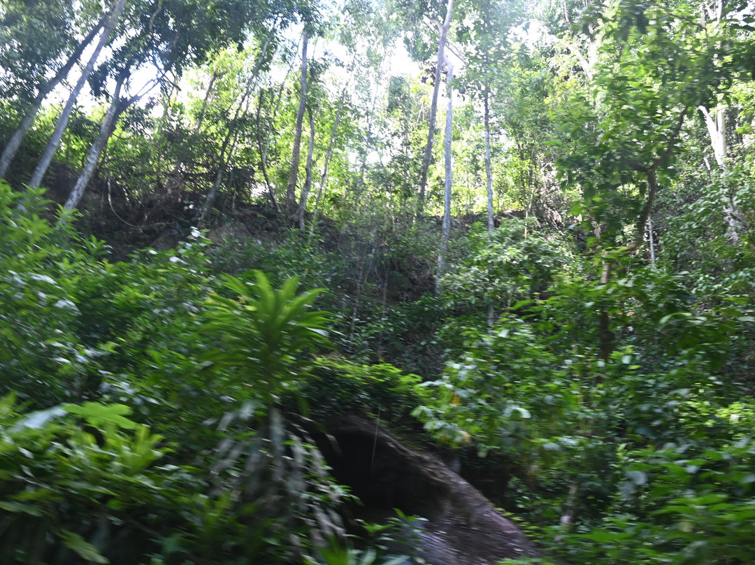 Fern Gully-奥乔里奥斯必去景点