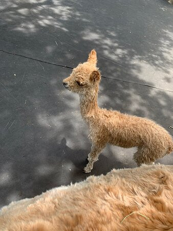 LunaSea Alpaca Farm景点图片