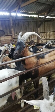 Ferme des Pampilles-Saint-André-le-Bouchoux必去景点