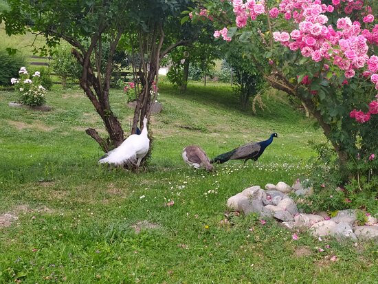 Biogasthof Wanker主图