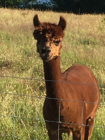 Fort Alpacas景点图片