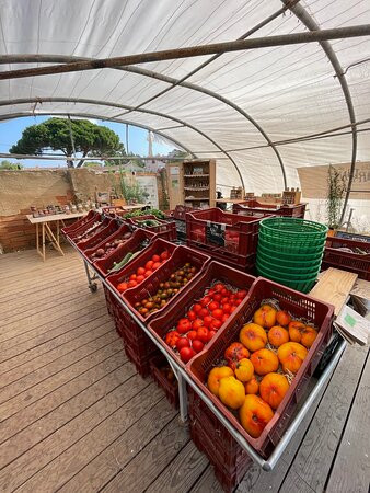 Les Jardins de Porquerolles景点图片