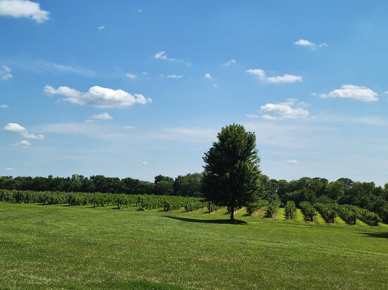 Bluejacket Crossing Vineyard and Winery景点图片